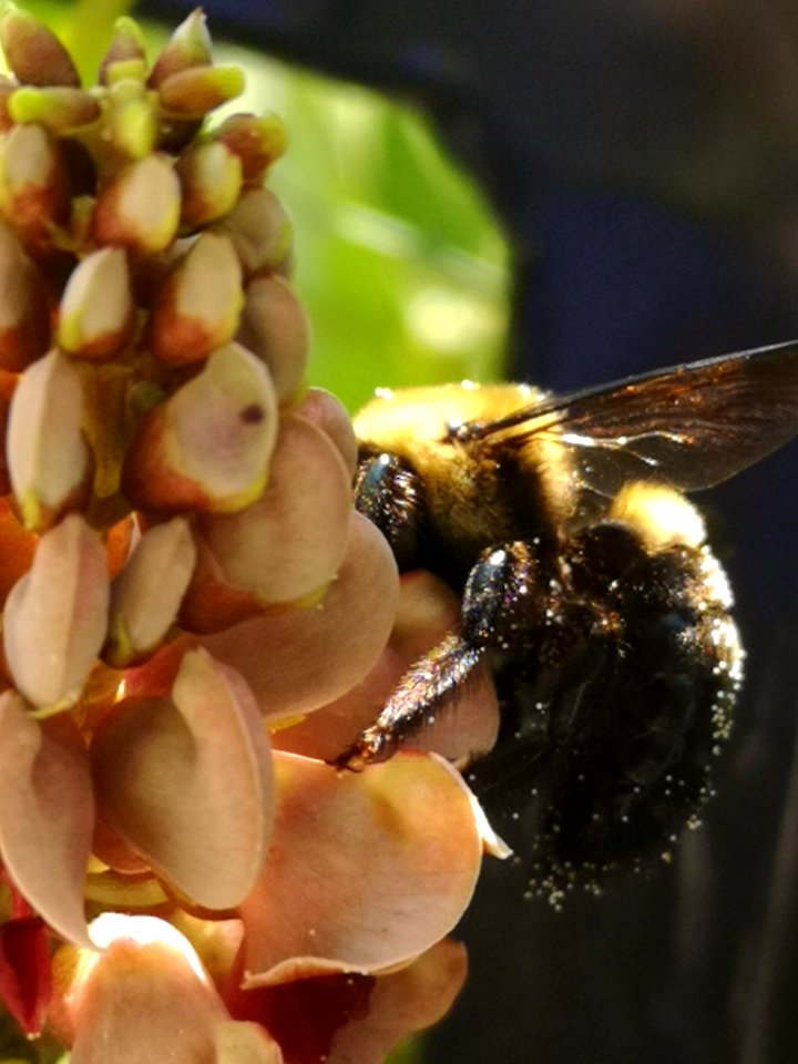 Carpenter bee visiting hopniss Apios americana