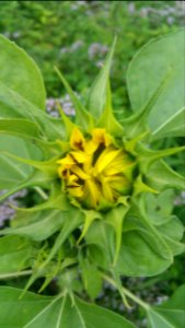 Sunflower planted from birdseed (by chipmunks?)
