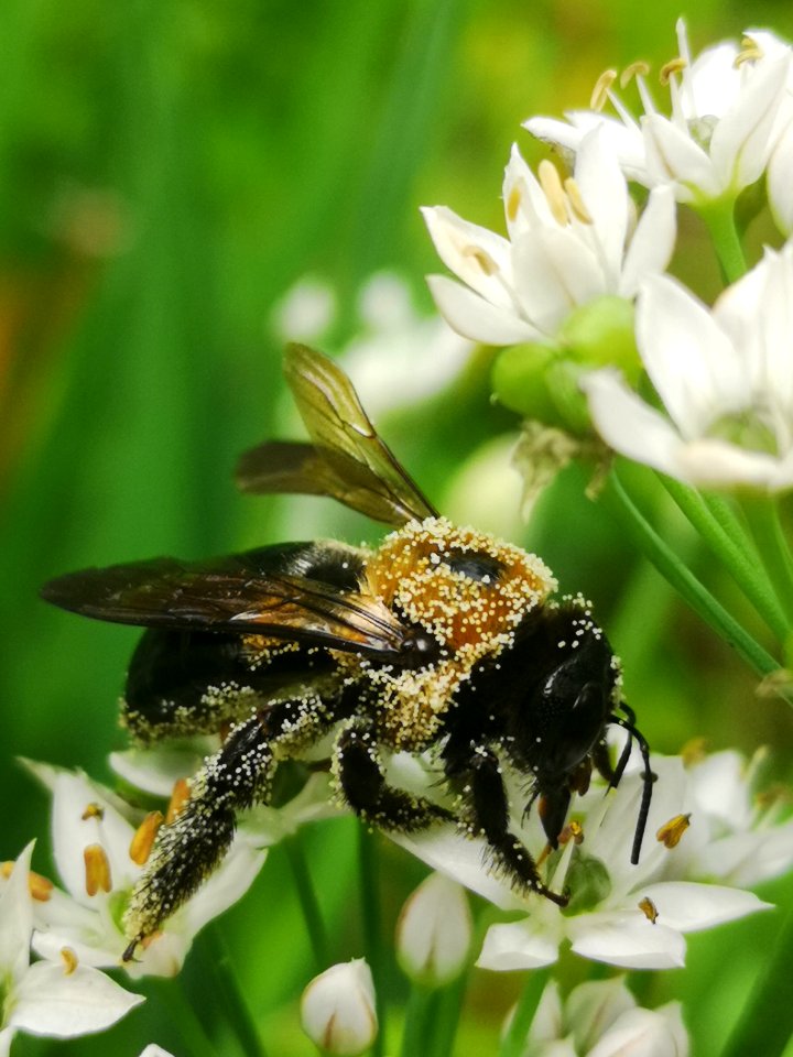Carpenter bee Xylocopa virginica covered in pollen visiting flowers of garlic chives Allium tuberosum