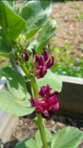 Crimson fava bloomed earlier than other varieties and has less blackfly