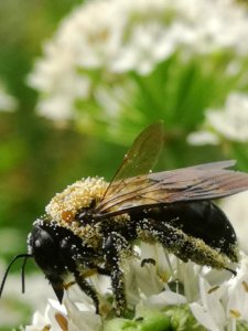 Carpenter bee Xylocopa virginica covered in pollen visiting flowers of garlic chives Allium tuberosum