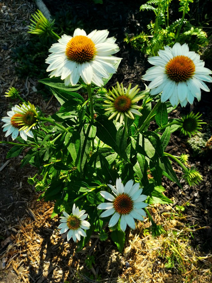 Echinacea PowWow White