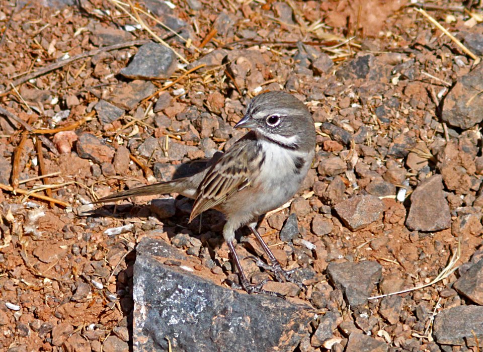 BELL'S SPARROW (canescens?) (9-1-09) quail springs, carrizo plain nat mon, slo co, ca -03