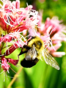 Bumblebee visiting Joe Pye weed Eupatorium