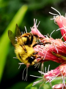 Bumblebee visiting Joe Pye weed Eupatorium
