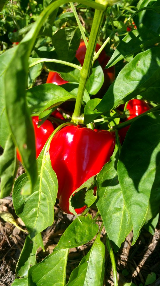 King Crimson capsicum