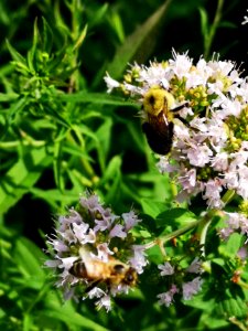Bumblebee (Bombus sp.) visiting oregano (Origanum vulgare) flowers