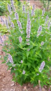 Agastache Blue Fortune