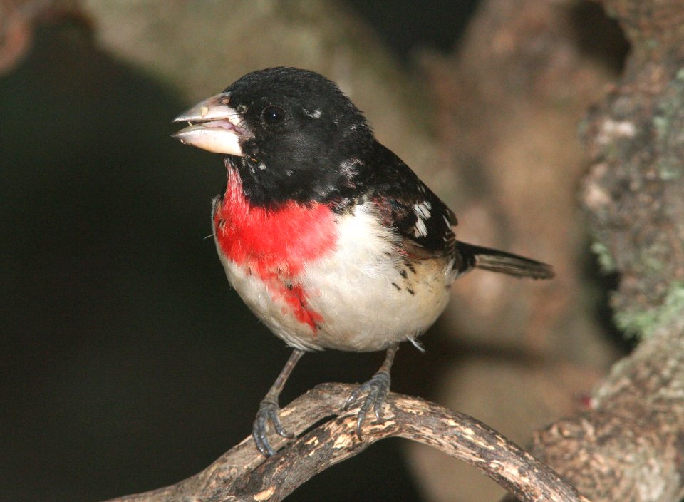 GROSBEAK, ROSE-BREASTED (6-1-09) sub-adult male, canet rd -01