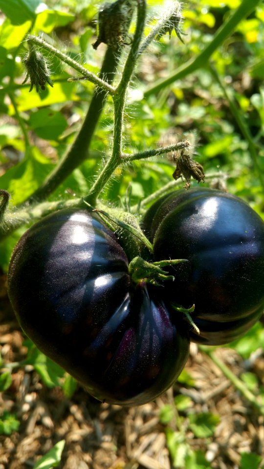 Black Beauty tomatoes get a lot of fasciated flowers and weird fruit shapes
