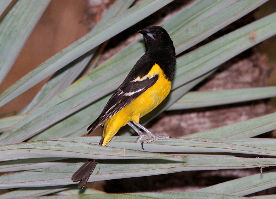 ORIOLE, SCOTT'S (6-20-09) cave creek cyn, az -04