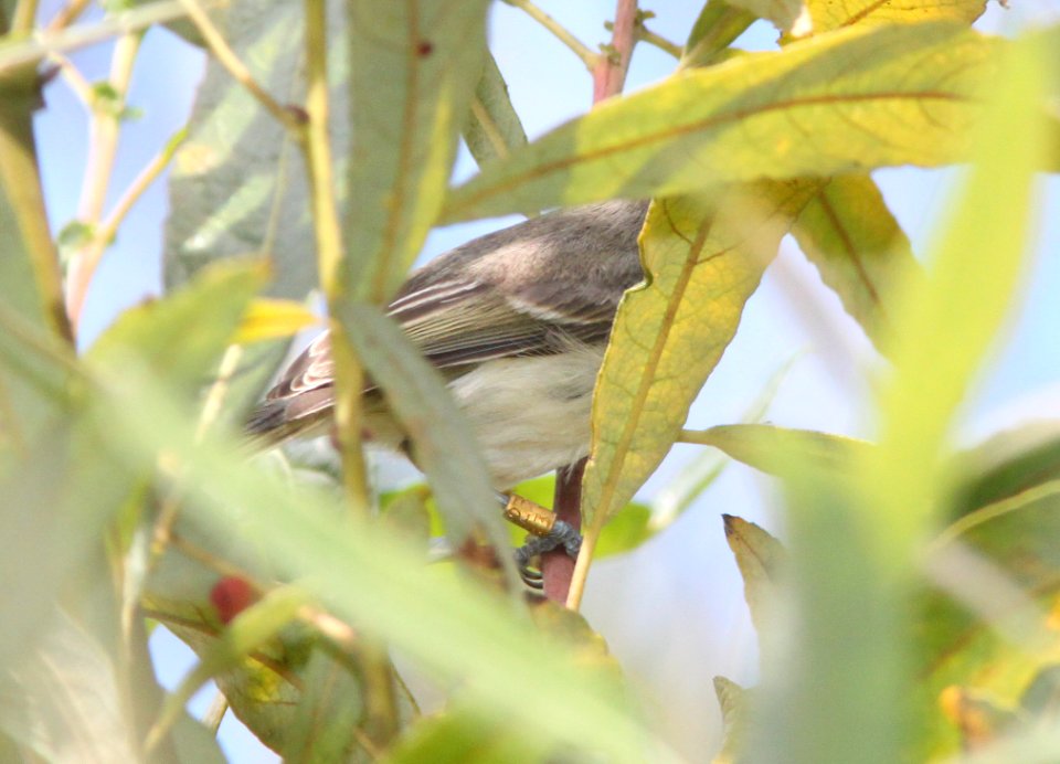 VIREO, LEAST BELL'S (9-13-09) pecho willows, los osos, slo co, ca -14