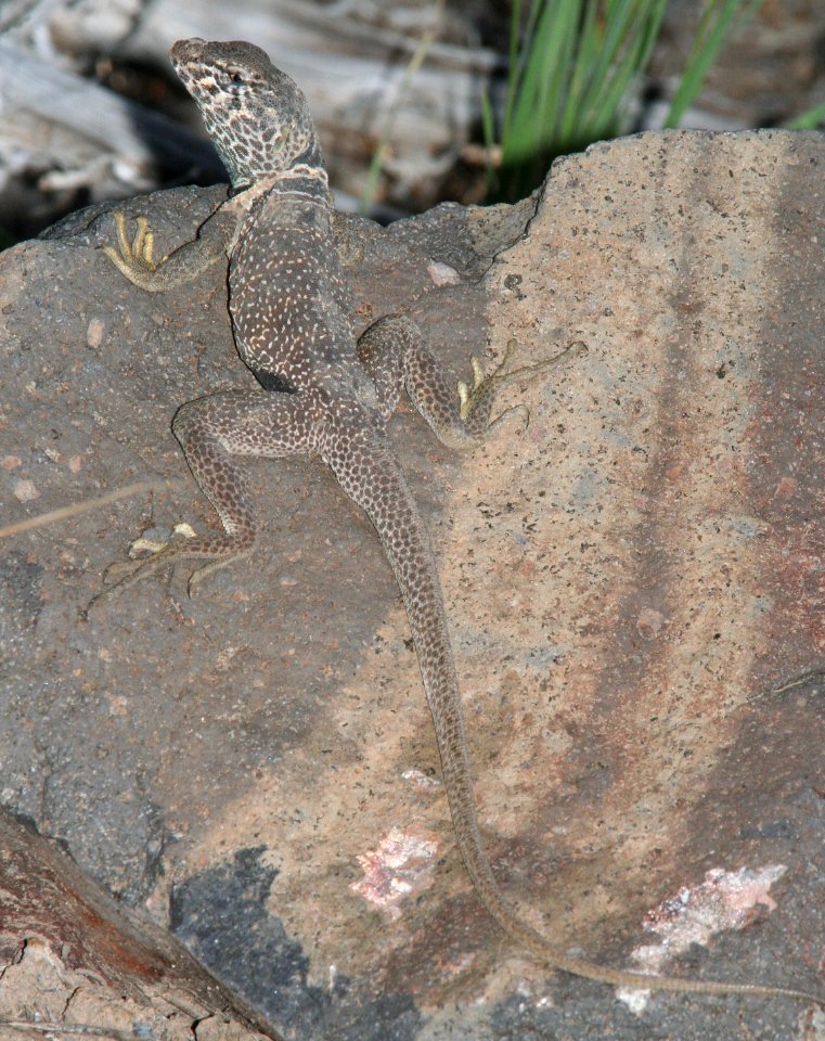 LIZARD, BREAT BASIN COLLARED (crotaphytus bicinctores) (6-28-09) near ely, nevada -01