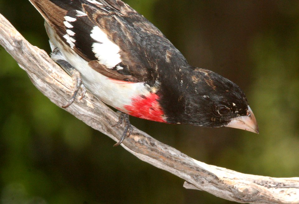 GROSBEAK, ROSE-BREASTED (5-20-09) canet rd -02