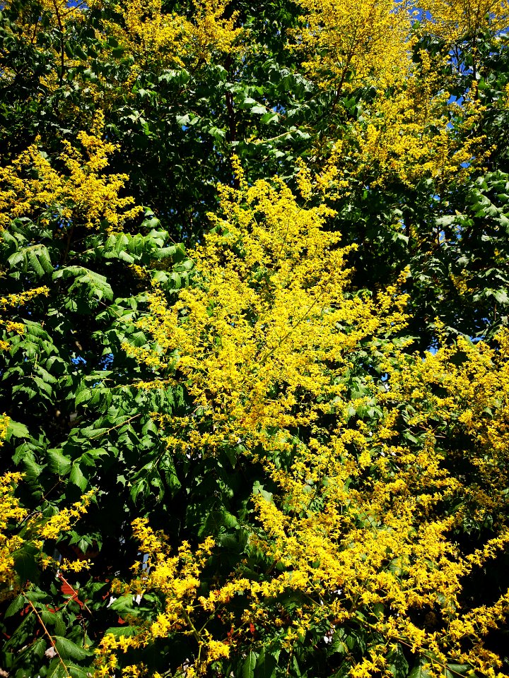 Goldenrain tree (Koelreuteria paniculata)