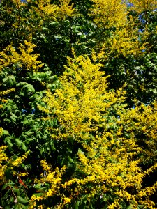 Goldenrain tree (Koelreuteria paniculata)