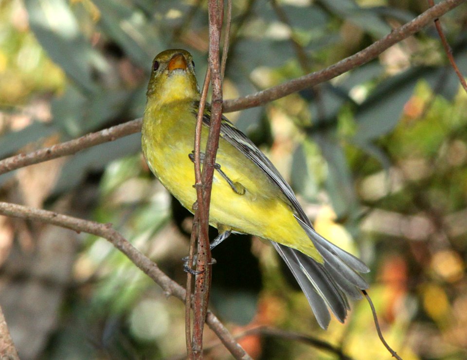 TANAGER, WESTERN (9-15-09) fem, pecho willows, los osos, slo co, ca -02