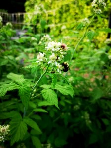Ants and bees like black raspberry