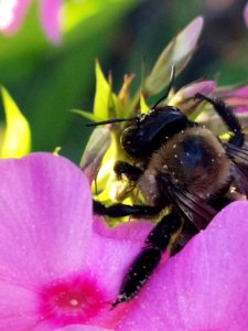 Carpenter bee Xylocopa virginica visiting Phlox paniculata