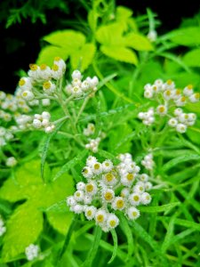 Pearly everlasting Anaphalis margaritacea and golden hops Humulus lupulus Aureus photo