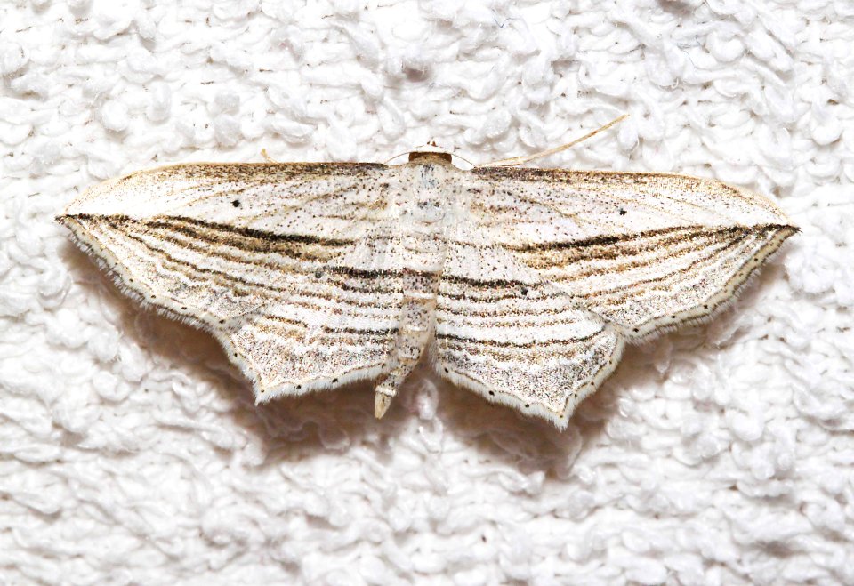 MOTH, sp (9-18-10) 78 circulo montana, pat lake ranch estates, scc, az -01