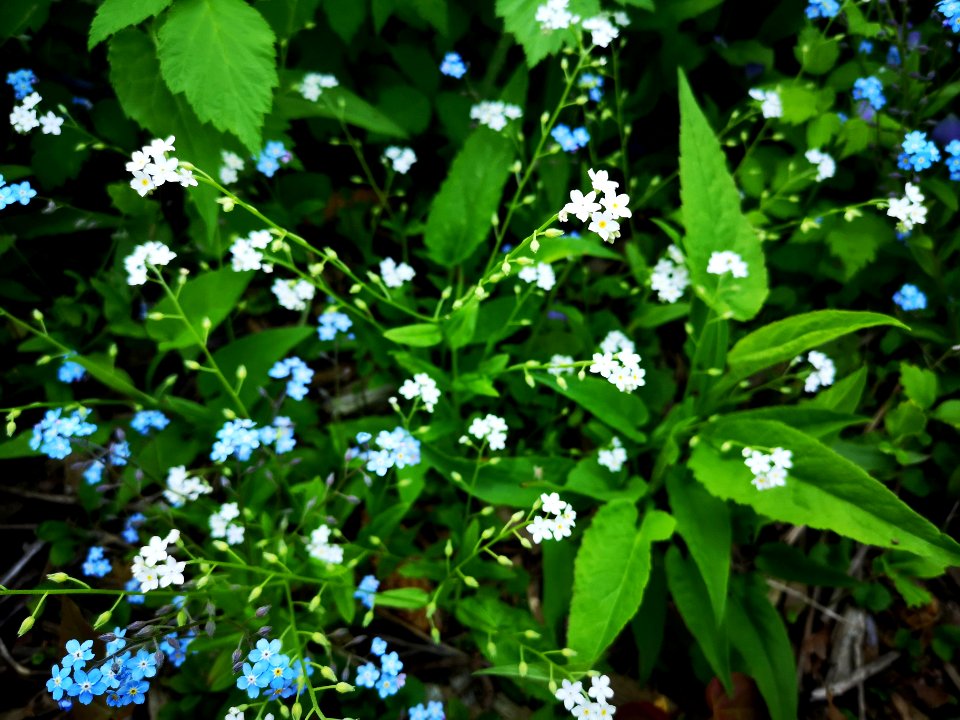 White forget-me-not. Do not confuse with garlic mustard