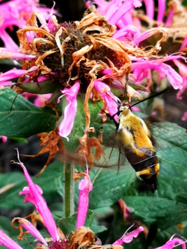Snowberry clearwing moth (Hemaris diffinis) visiting bee balm (Monarda didyma 'Balmy Pink')