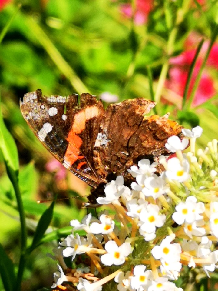 Red admiral butterfly Vanessa atalanta visiting butterfly bush Buddleja
