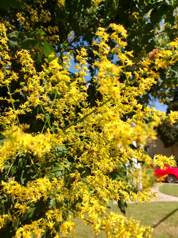 Goldenrain tree (Koelreuteria paniculata)