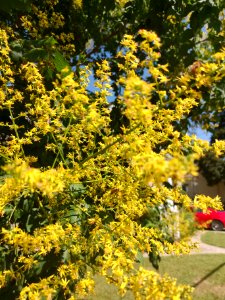 Goldenrain tree (Koelreuteria paniculata)