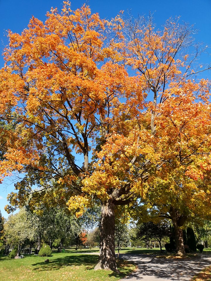 Maple leaves in Fall photo