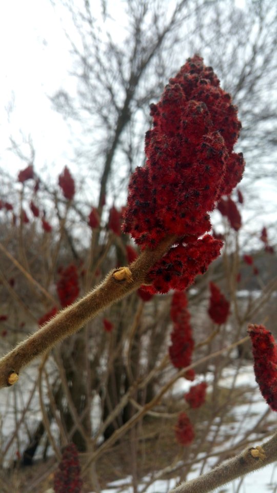 Staghorn sumac (Rhus typhina) in London, ON