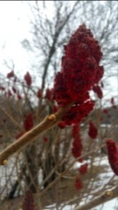 Staghorn sumac (Rhus typhina) in London, ON