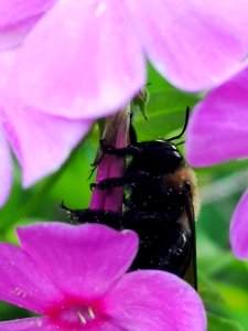 Carpenter bee Xylocopa virginica visiting Phlox paniculata