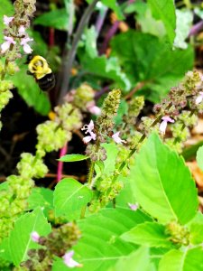 Holy basil