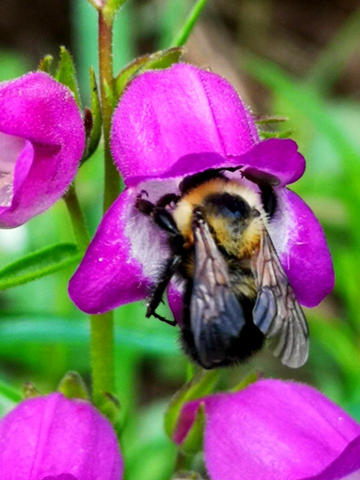 Bumblebee visiting hybrid beardtongue (Penstemon x mexicali 'Carillo Purple)
