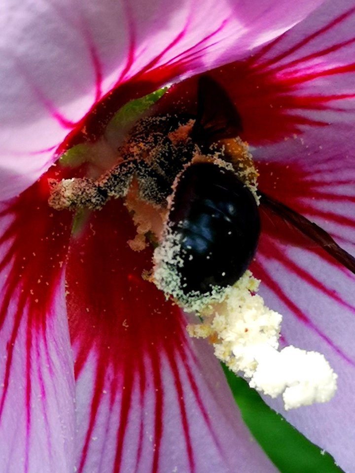 Carpenter bee visiting Hibiscus syriacus