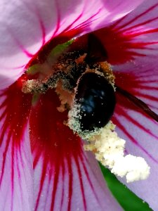 Carpenter bee visiting Hibiscus syriacus