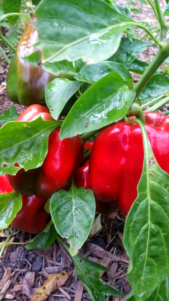 King Crimson peppers