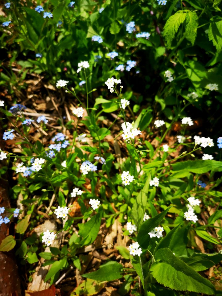 White and blue forget me nots