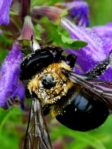 Carpenter bee (Xylocopa sp.) visiting flowers of dragonhead (Dracocephalum moldavica), with pollen