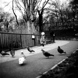 little girl with pigeons / kislány galambokkal photo