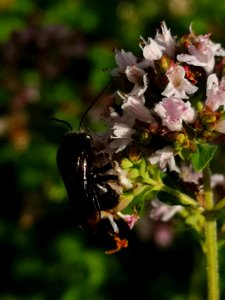 Two-spotted Longhorn bee (Melissodes bimaculatus) visiting oregano flowers (Origanum vulgare)