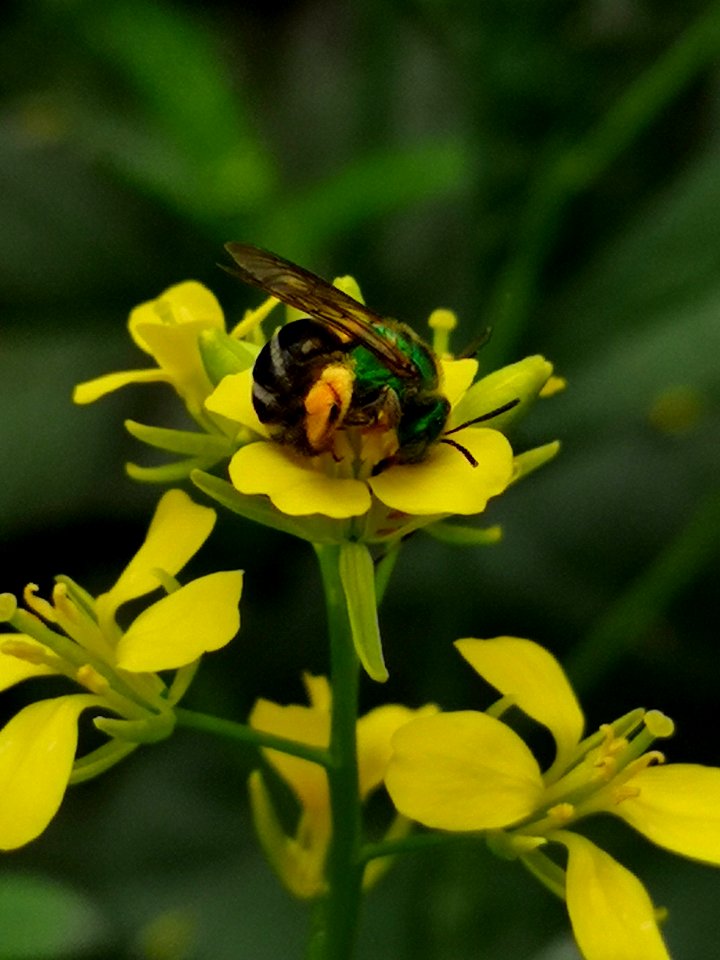 Sweat bee visiting Brassica juncea