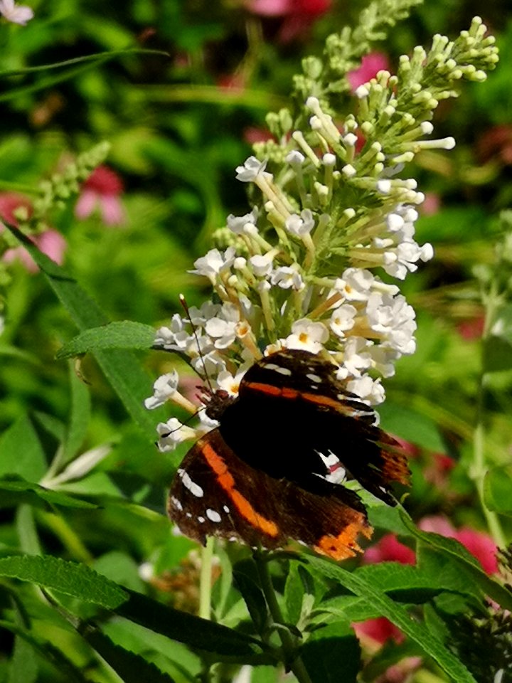 Red admiral butterfly Vanessa atalanta visiting butterfly bush Buddleja