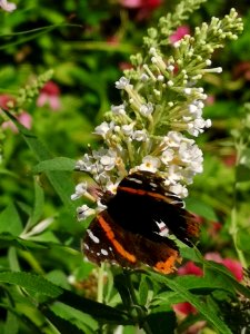 Red admiral butterfly Vanessa atalanta visiting butterfly bush Buddleja