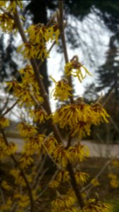 Hamamelis 'Arnold Promise'