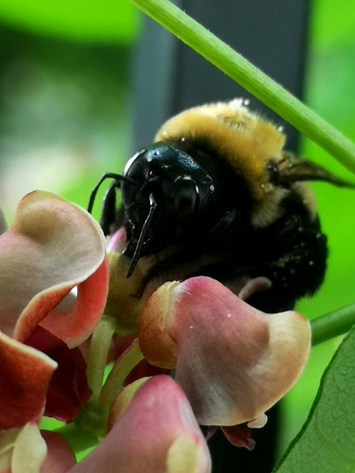 Carpenter bee Xylocopa virginica nectar robbing hopniss Apios americana flowers