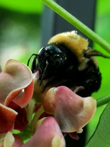 Carpenter bee Xylocopa virginica nectar robbing hopniss Apios americana flowers