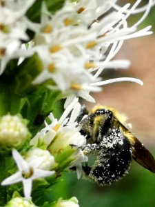 Bumblebee with pollen visiting gayfeather (Liatris spicata 'Floristan White')